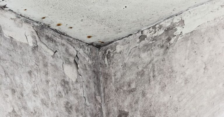 Mold Remediation