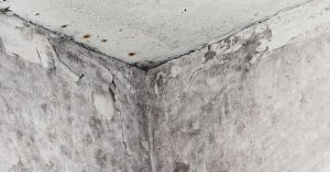 Mold Remediation