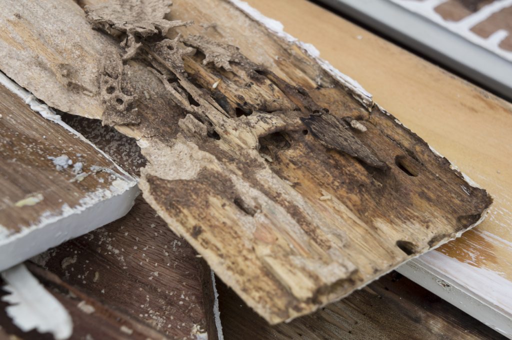 Termite Repair and Dry Rot services by Total Restoration in Ventura County