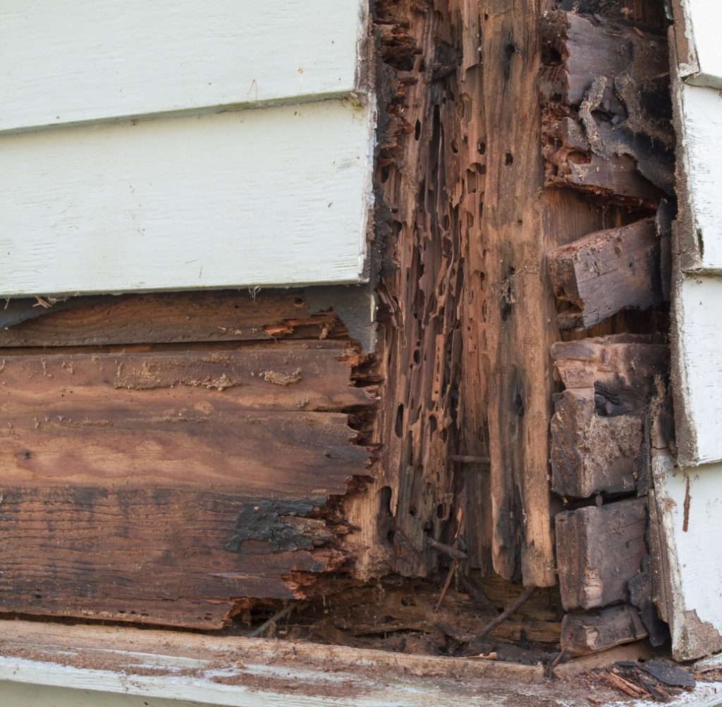 Termite Repair and Dry Rot services by Total Restoration in Ventura County