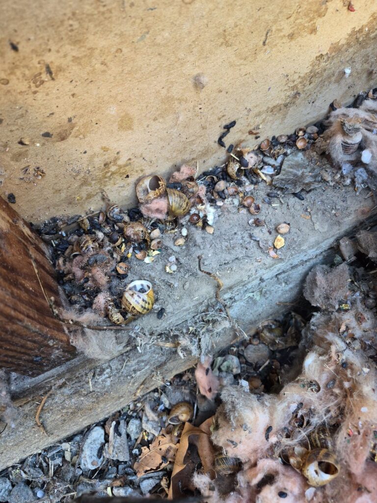 Siding removed showing torn building paper and debris at the bottom of an exterior wall